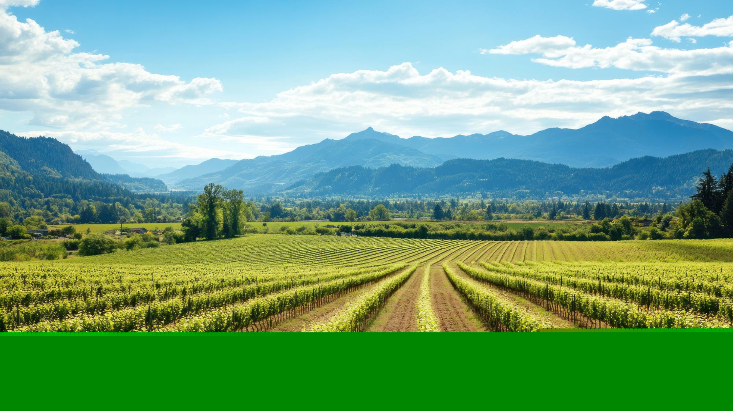 Organic Wine