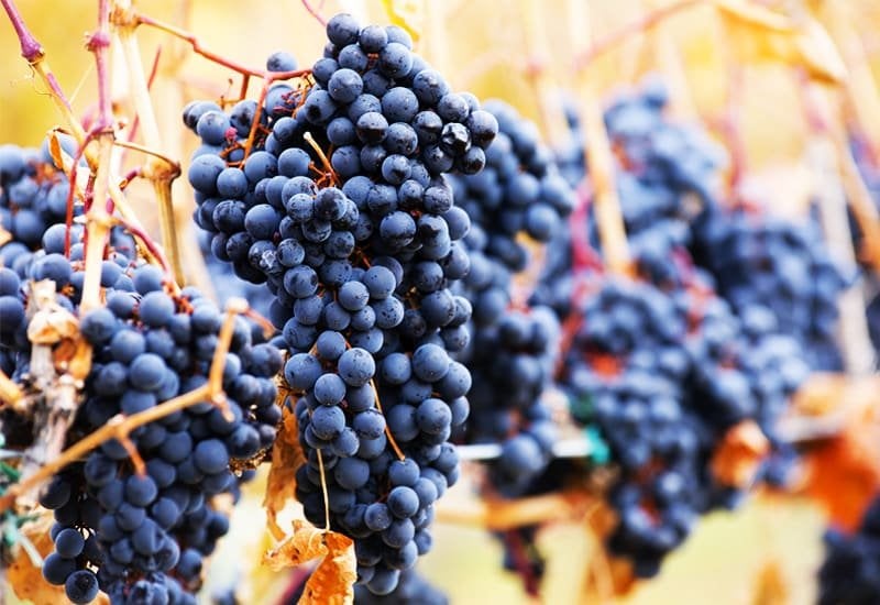 Shiraz