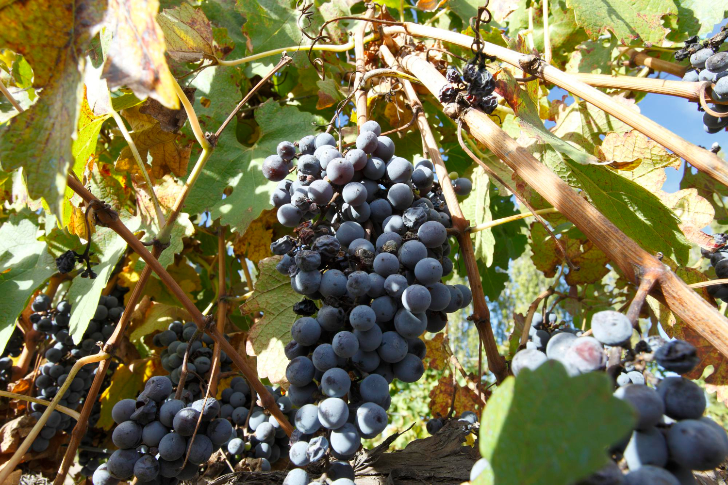 การเข้าใจ terroir