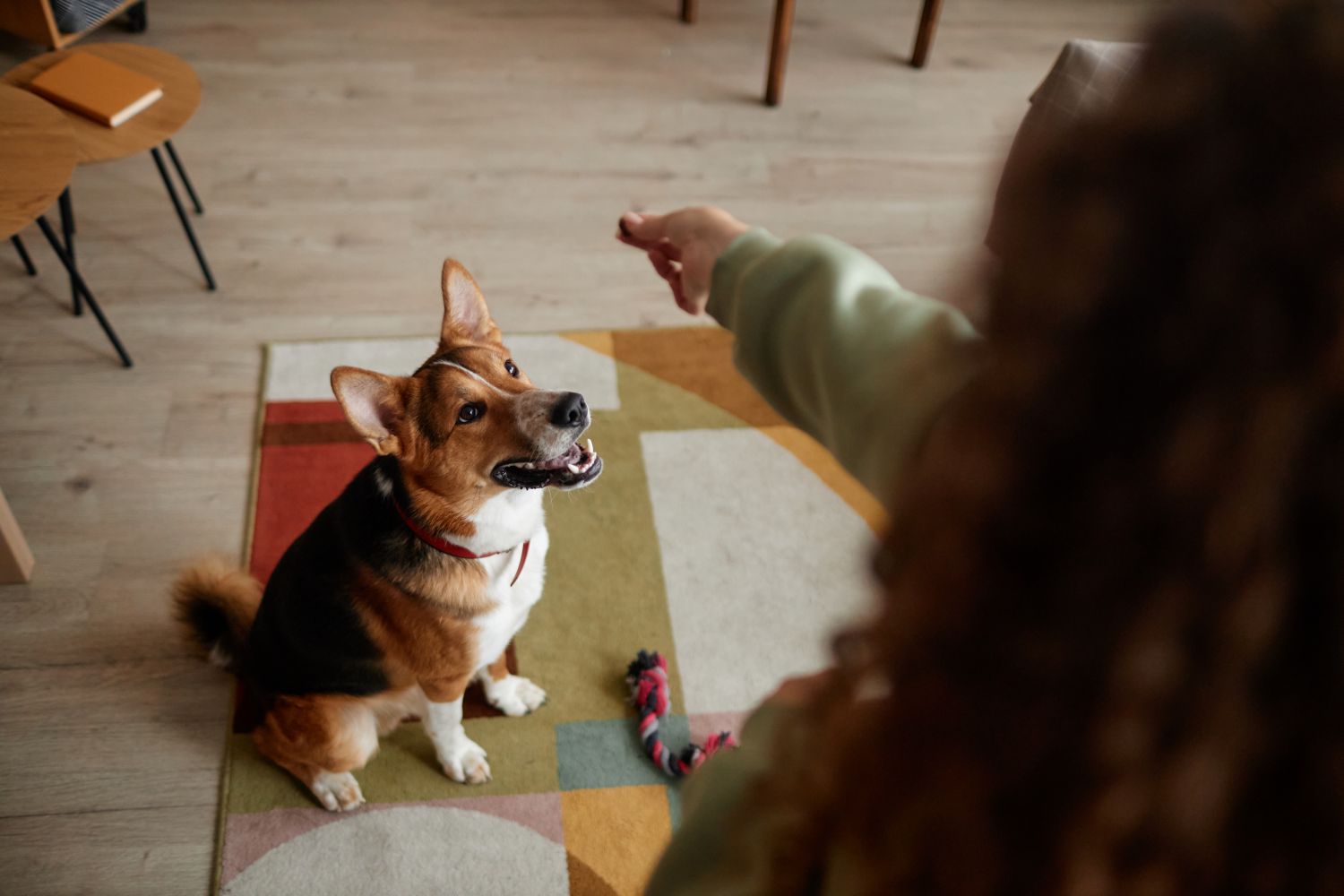 Dog Behavior and Learning
